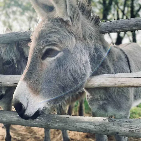 Donkeys And Roses - Casa Dei Nidi Hébergement de vacances